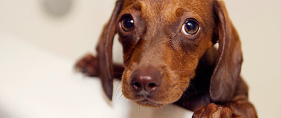 Como funciona a Pet Coletivo?