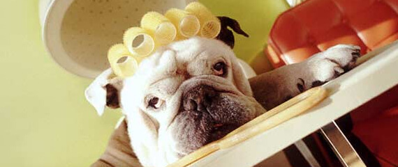 Divulgue sua campanha