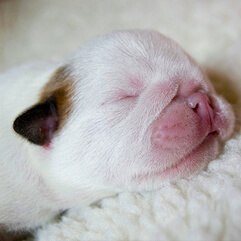 O que é a Pet Coletivo?