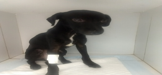 Vaquinha do cão Pretinho