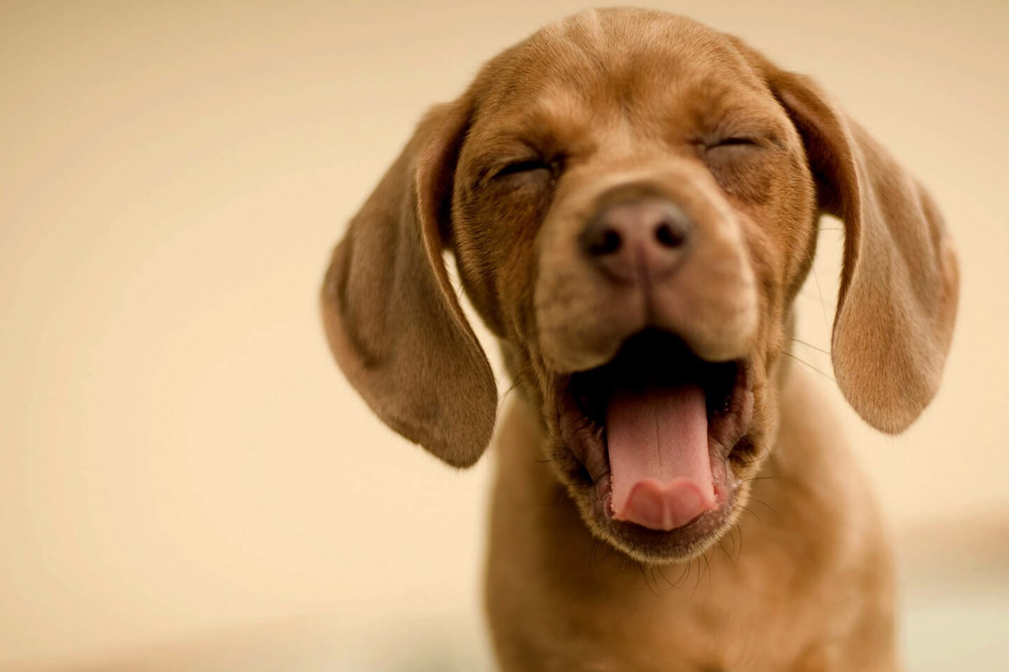 Como arrecadar dinheiro para um animal resgatado?