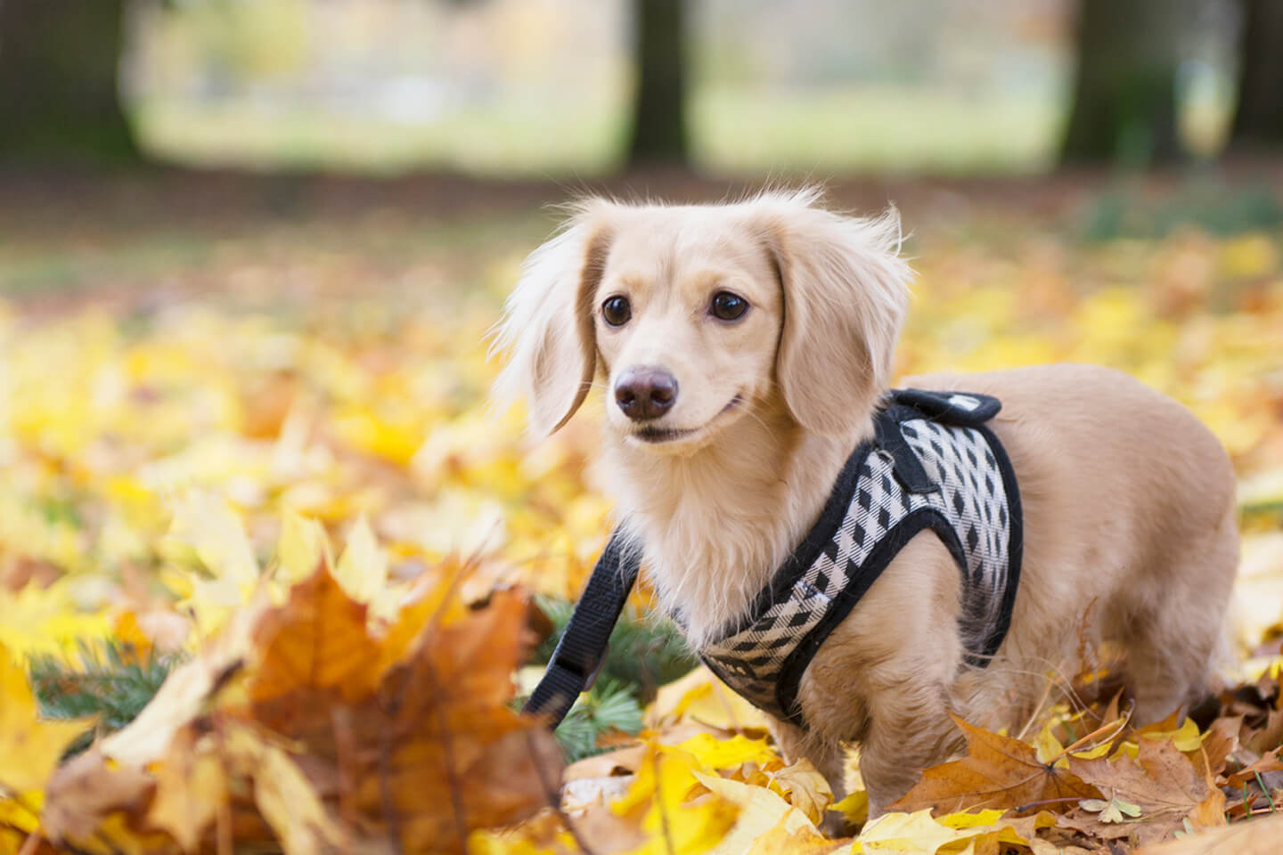 Como organizar uma rifa online?