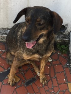 Página da(o) Roberta R Scorza