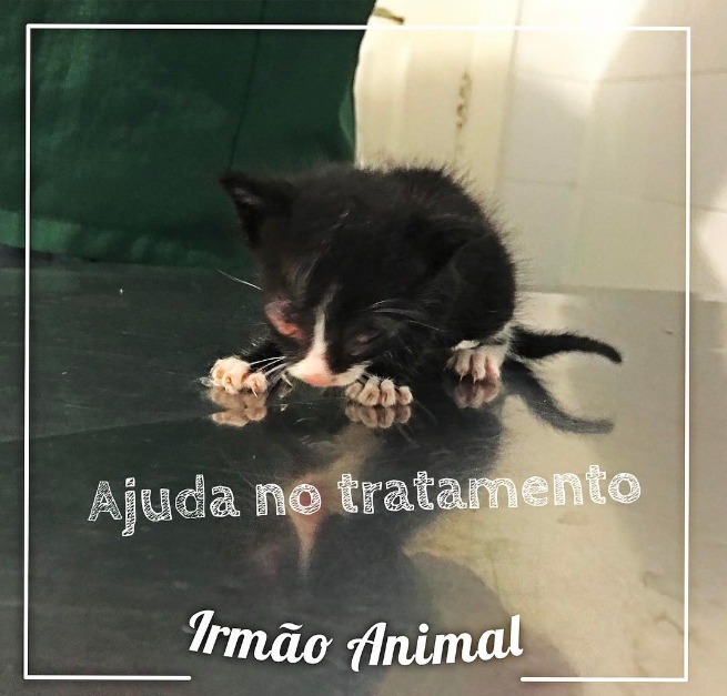 Pet Coletivo da(o) Pronto Vet