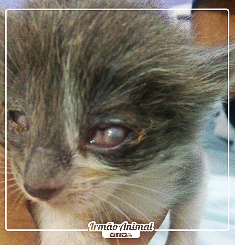 Pet Coletivo da(o) Hope