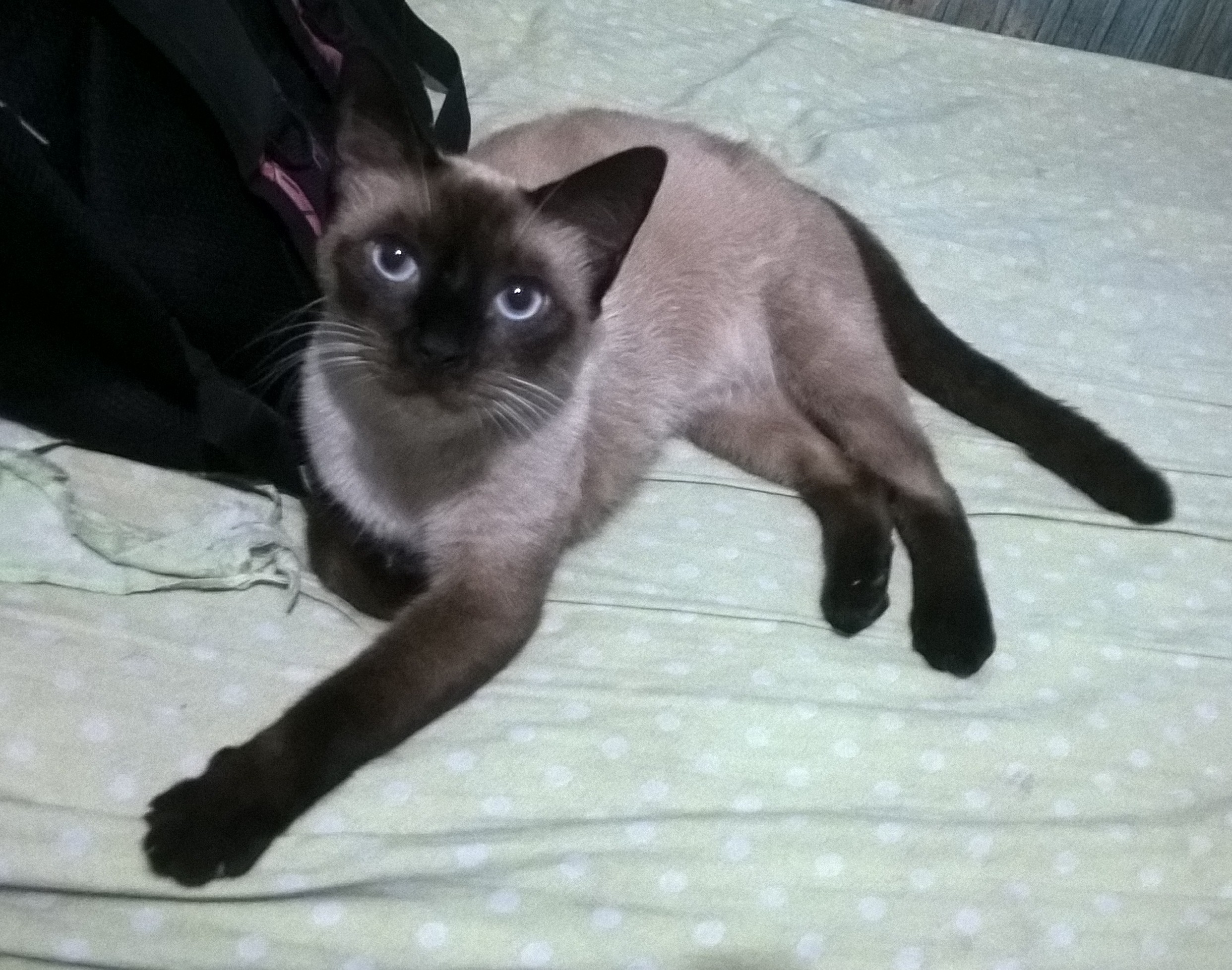 Pet Coletivo da(o) Emily