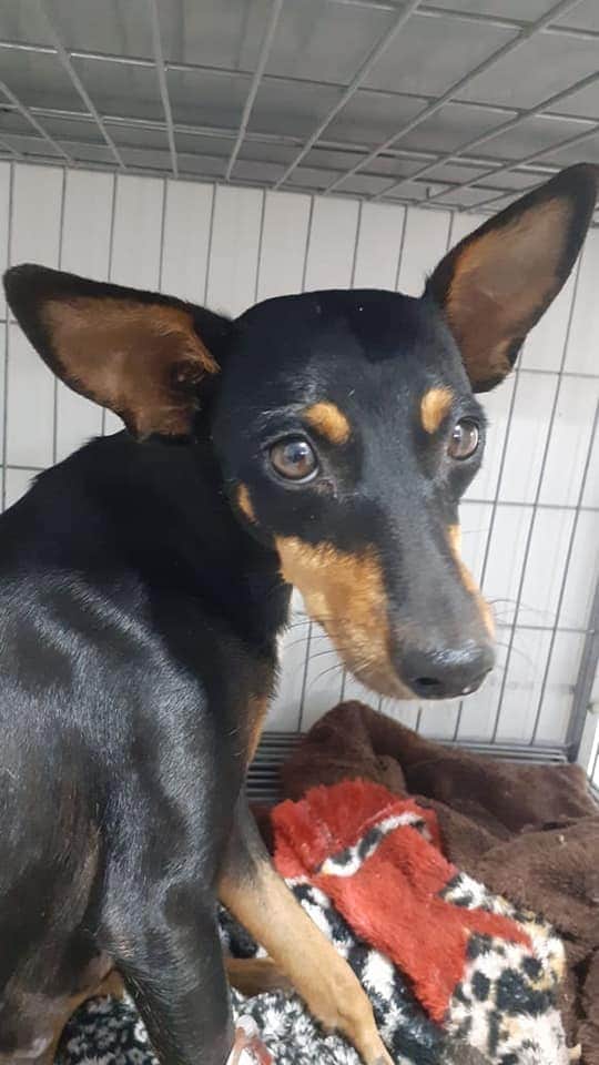 Pet Coletivo da(o) Neguinha 