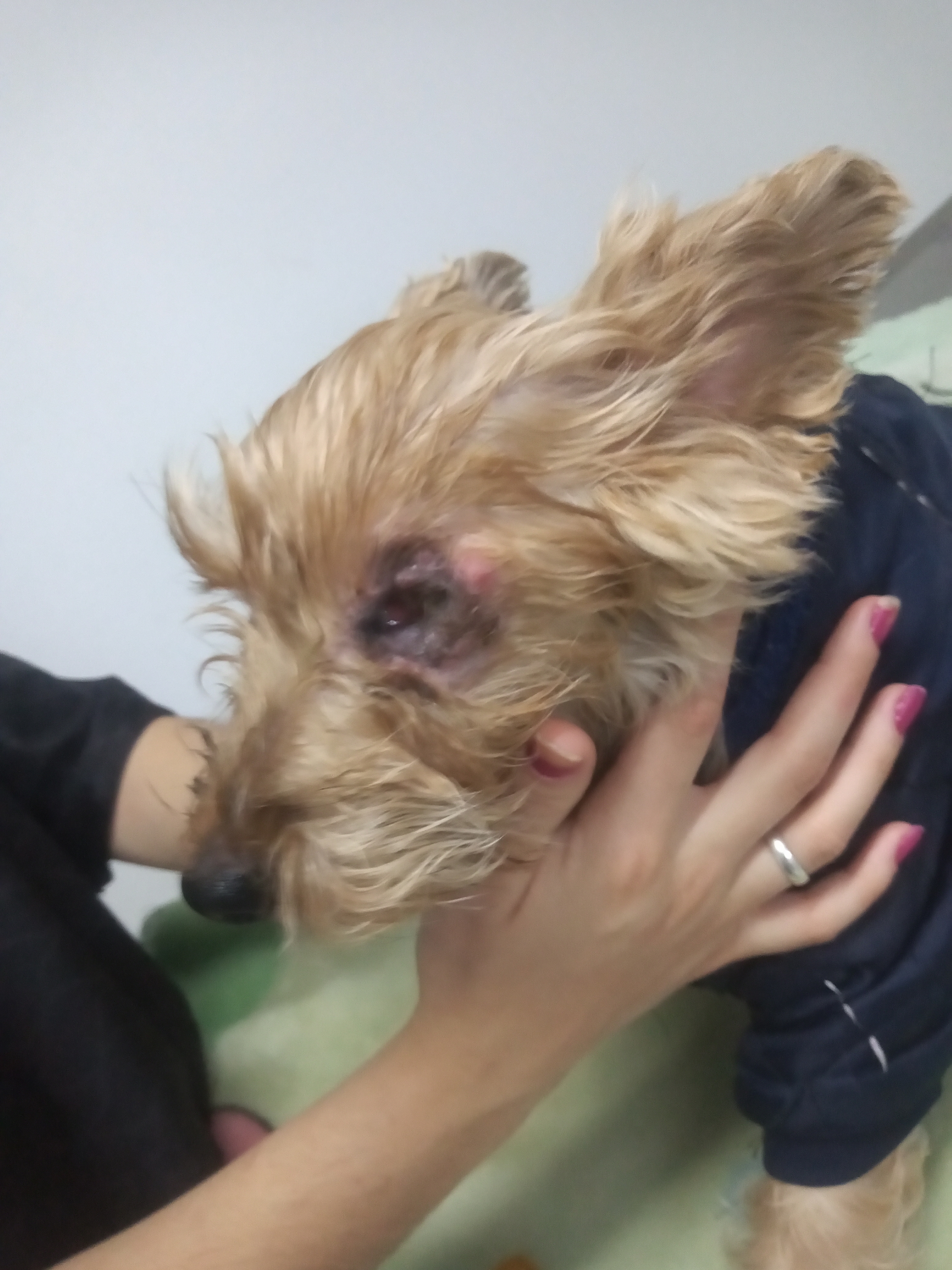 Pet Coletivo da(o) katty