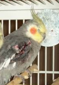 Vaquinha do(a) CALÓ