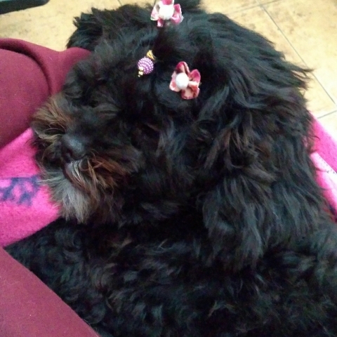 Pet Coletivo da(o) izabelly