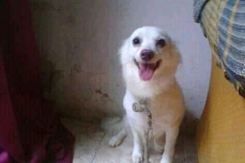 Pet Coletivo da(o) Nem