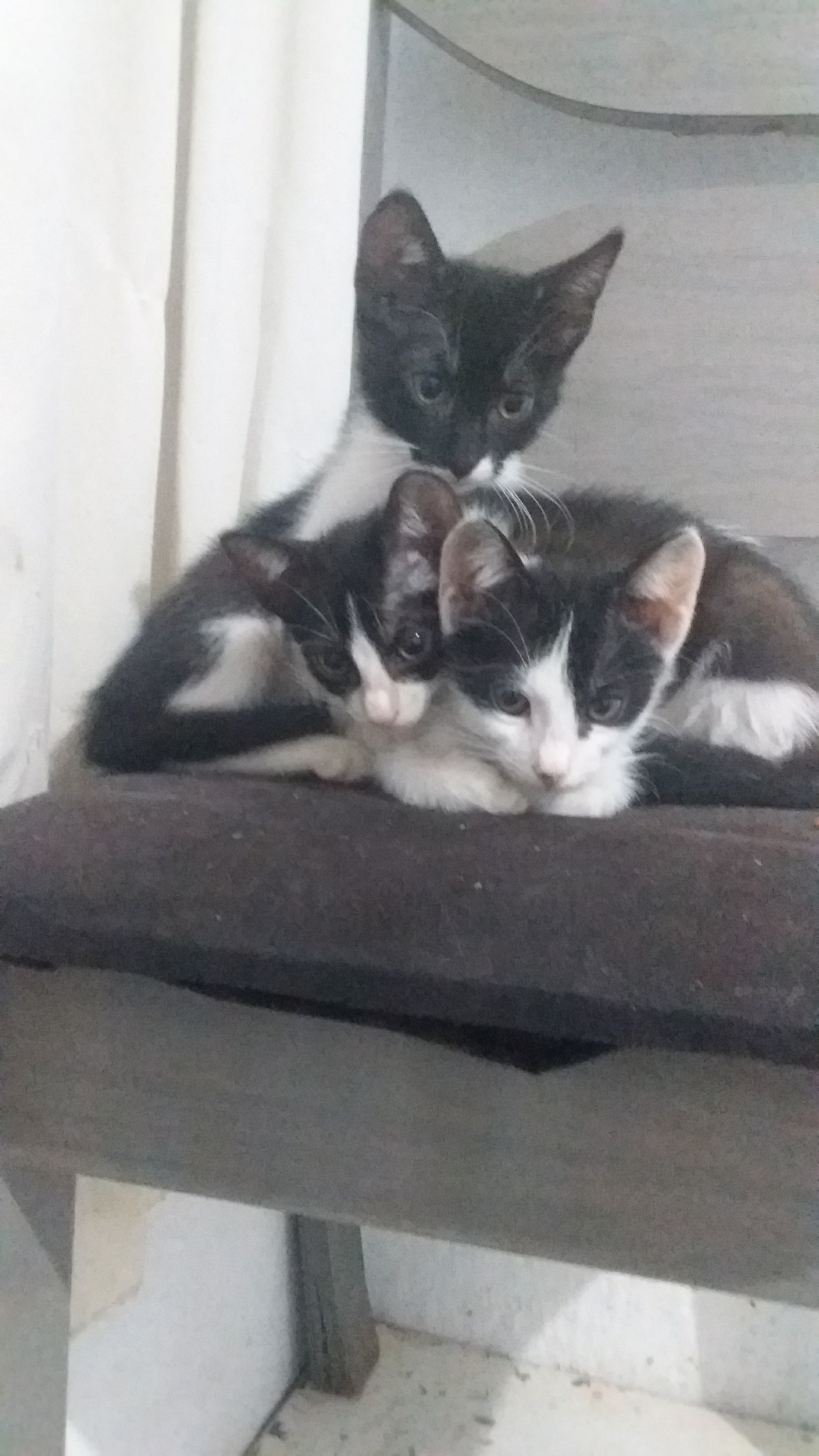 Pet Coletivo da(o) Amora,jhonny,jhuly,Chiquinha,Zoiuda,branquinho,maloka,cara preta e miuzinho.