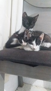 Vaquinha do(a) Amora,jhonny,jhuly,Chiquinha,Zoiuda,branquinho,maloka,cara preta e miuzinho.