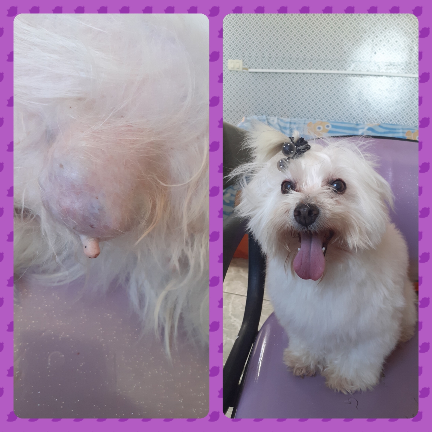 Pet Coletivo da(o) Kiara