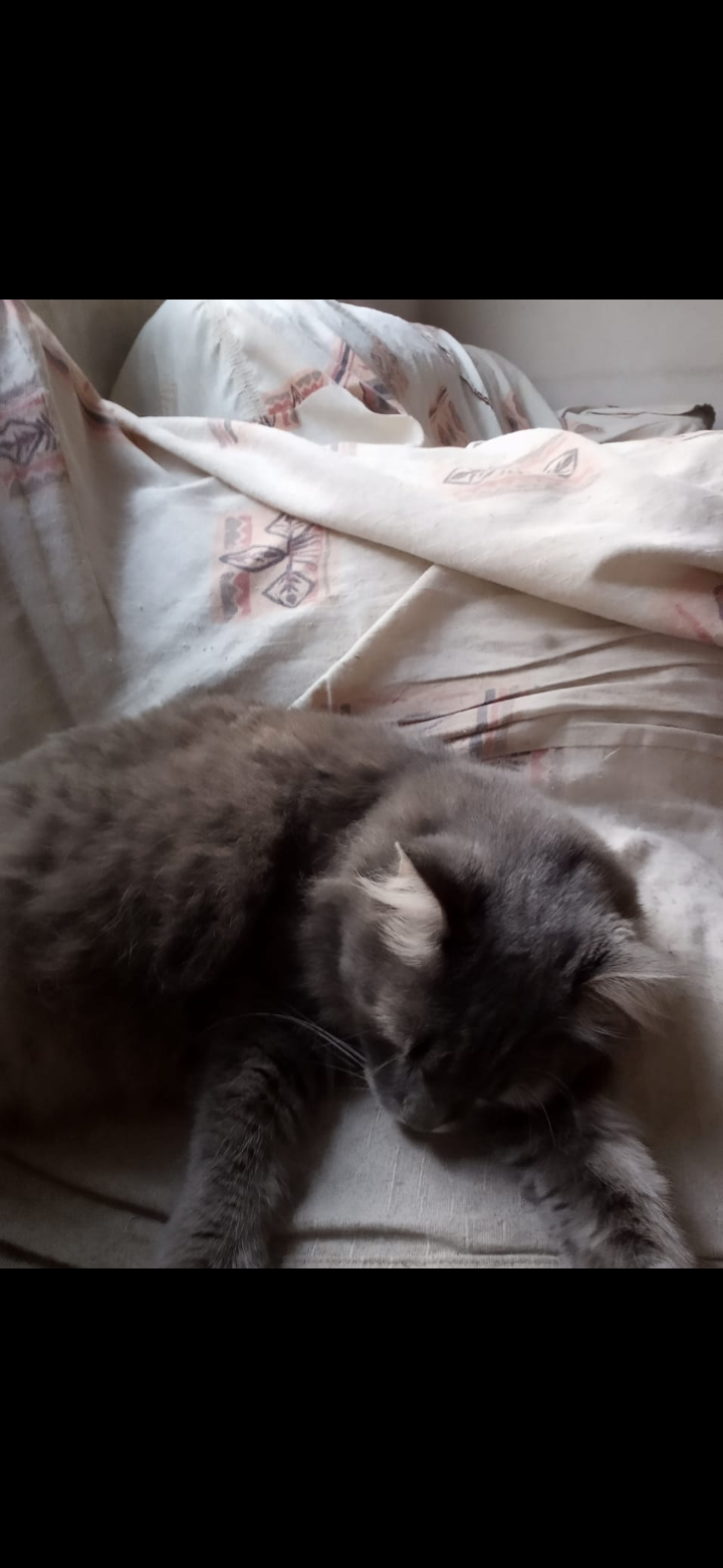 Pet Coletivo da(o) Cher