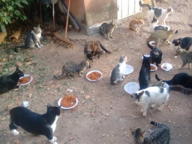 Pet Coletivo da(o) ajudar animais de rua 