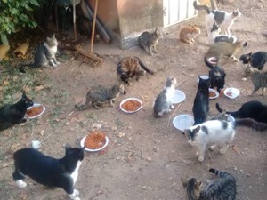 Vaquinha do(a) ajudar animais de rua 