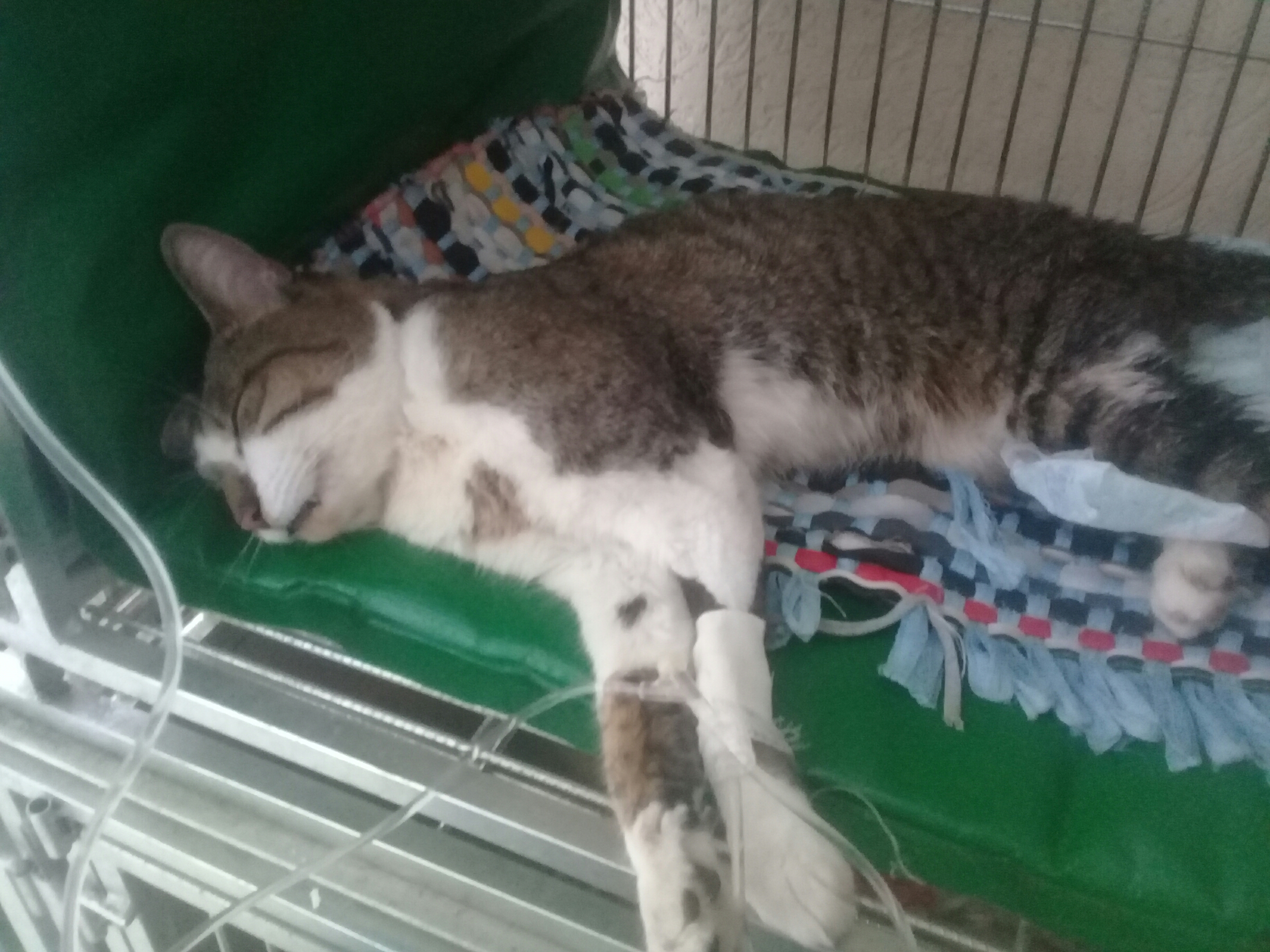 Pet Coletivo da(o) Ramón 