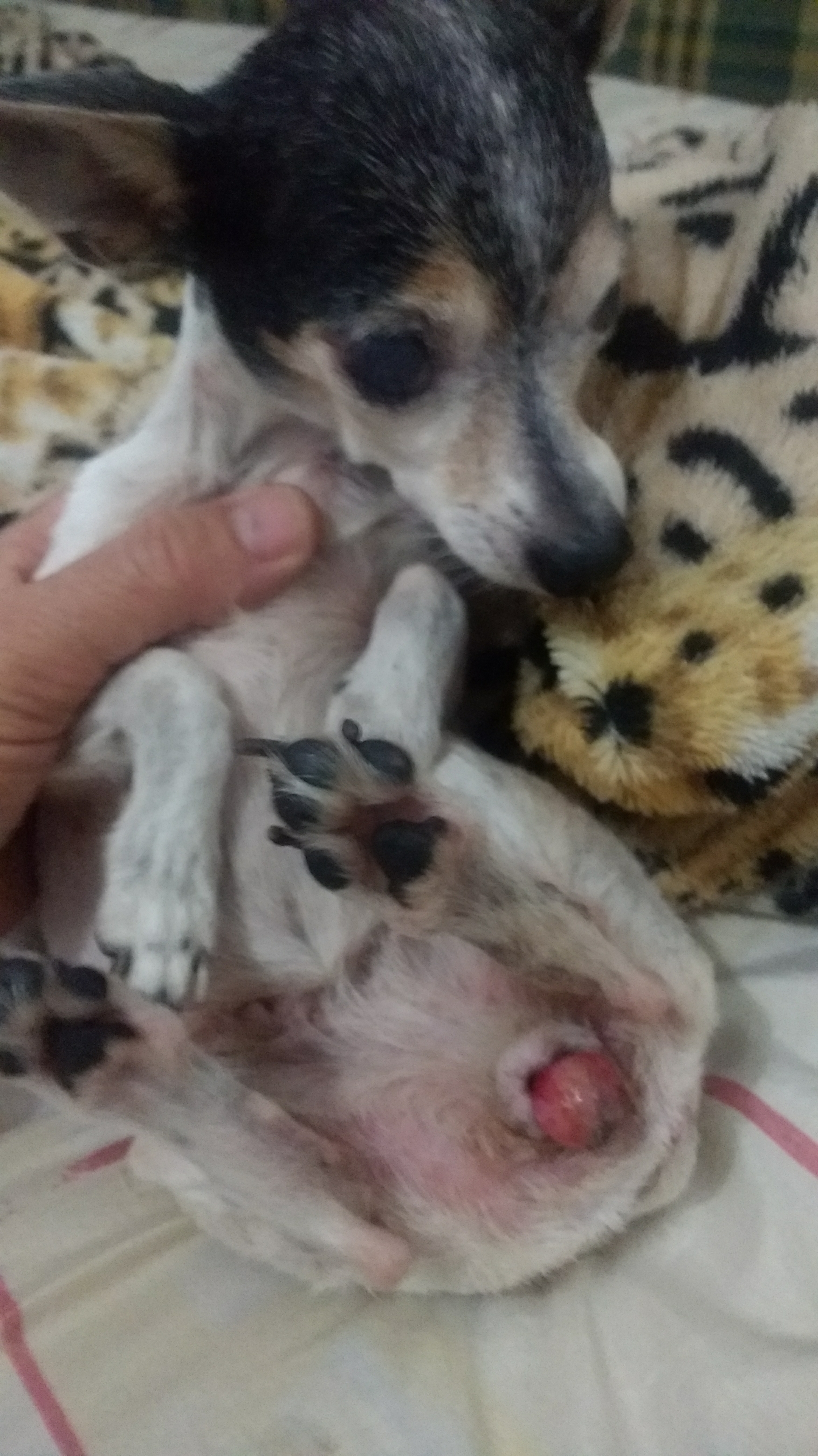 Pet Coletivo da(o) leakin