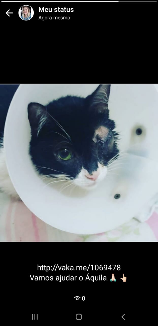 Pet Coletivo da(o) Áquila 