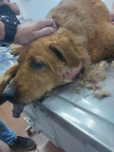 Vaquinha do(a) Eu luto pelos Animais 