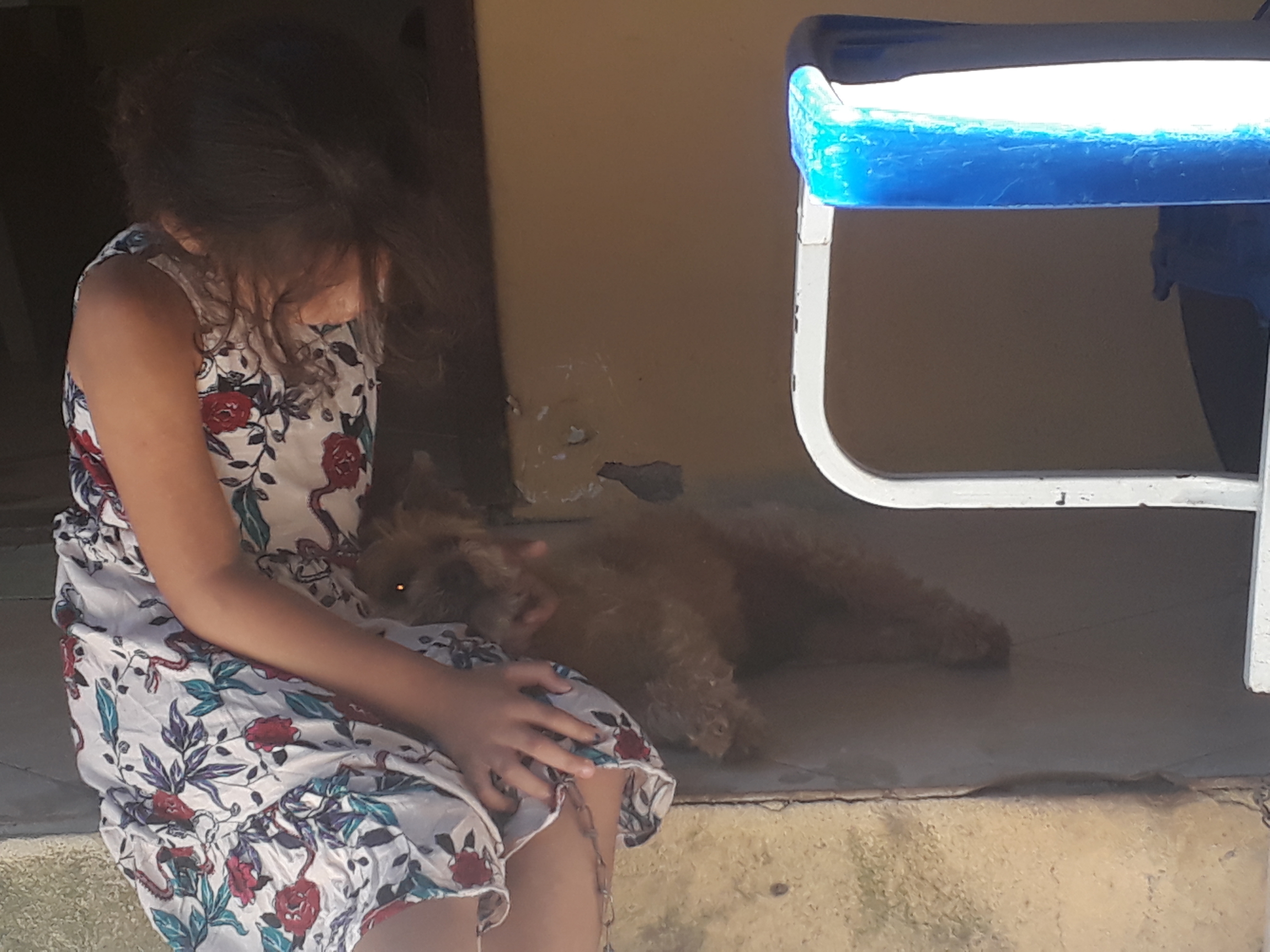 Pet Coletivo da(o) beethven