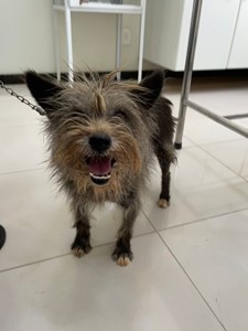 Vaquinha do(a) Pitty