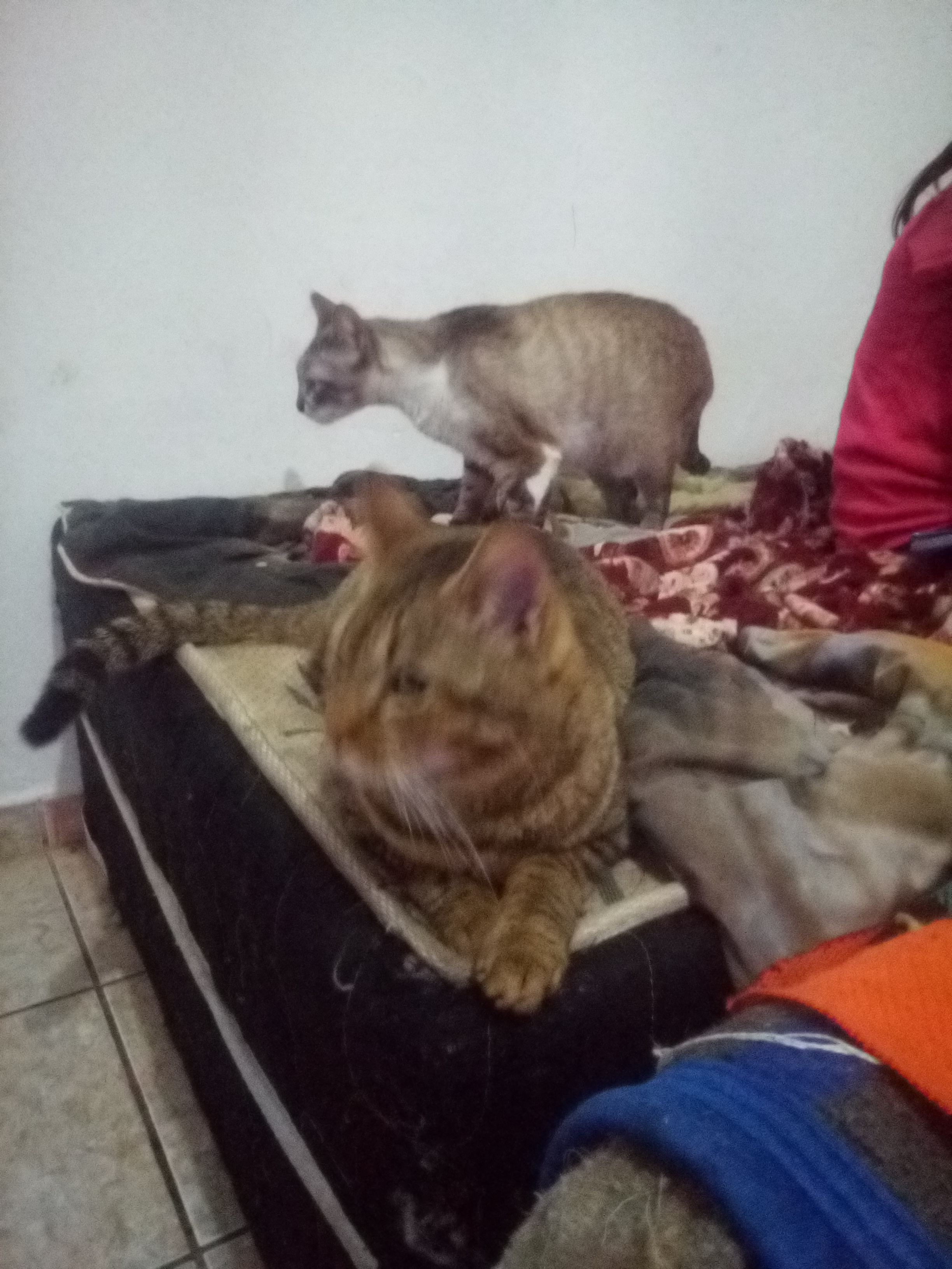 Pet Coletivo da(o) Janaína Aparecida Paulino Barbosa 