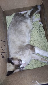 Vaquinha do(a) VINICIUS SALES DOS SANTOS