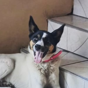 Vaquinha do(a) Niké