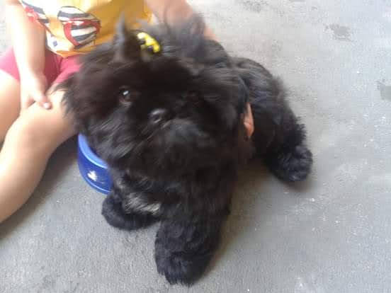 Pet Coletivo da(o) Billy