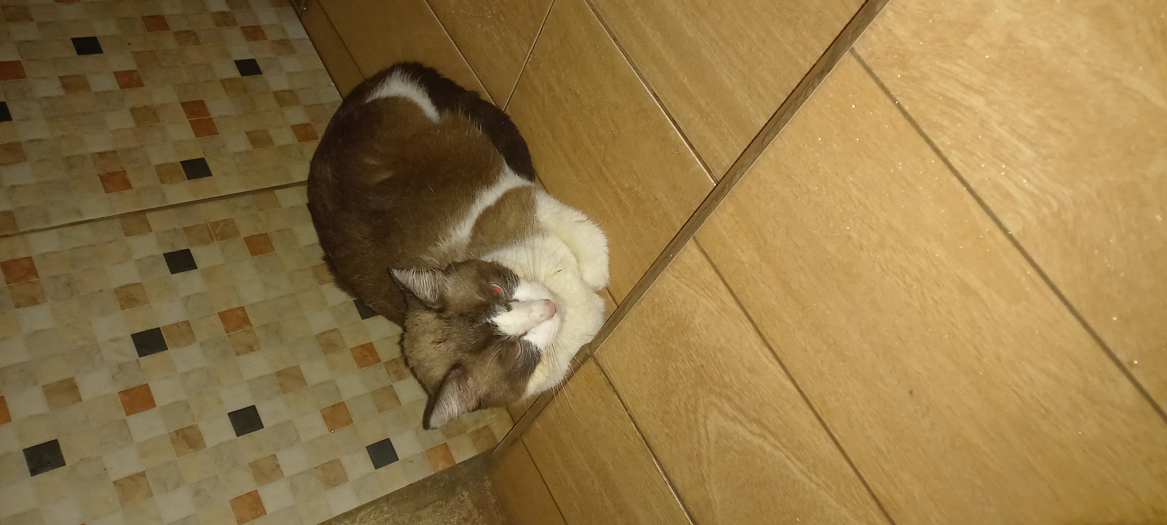 Pet Coletivo da(o) Mel