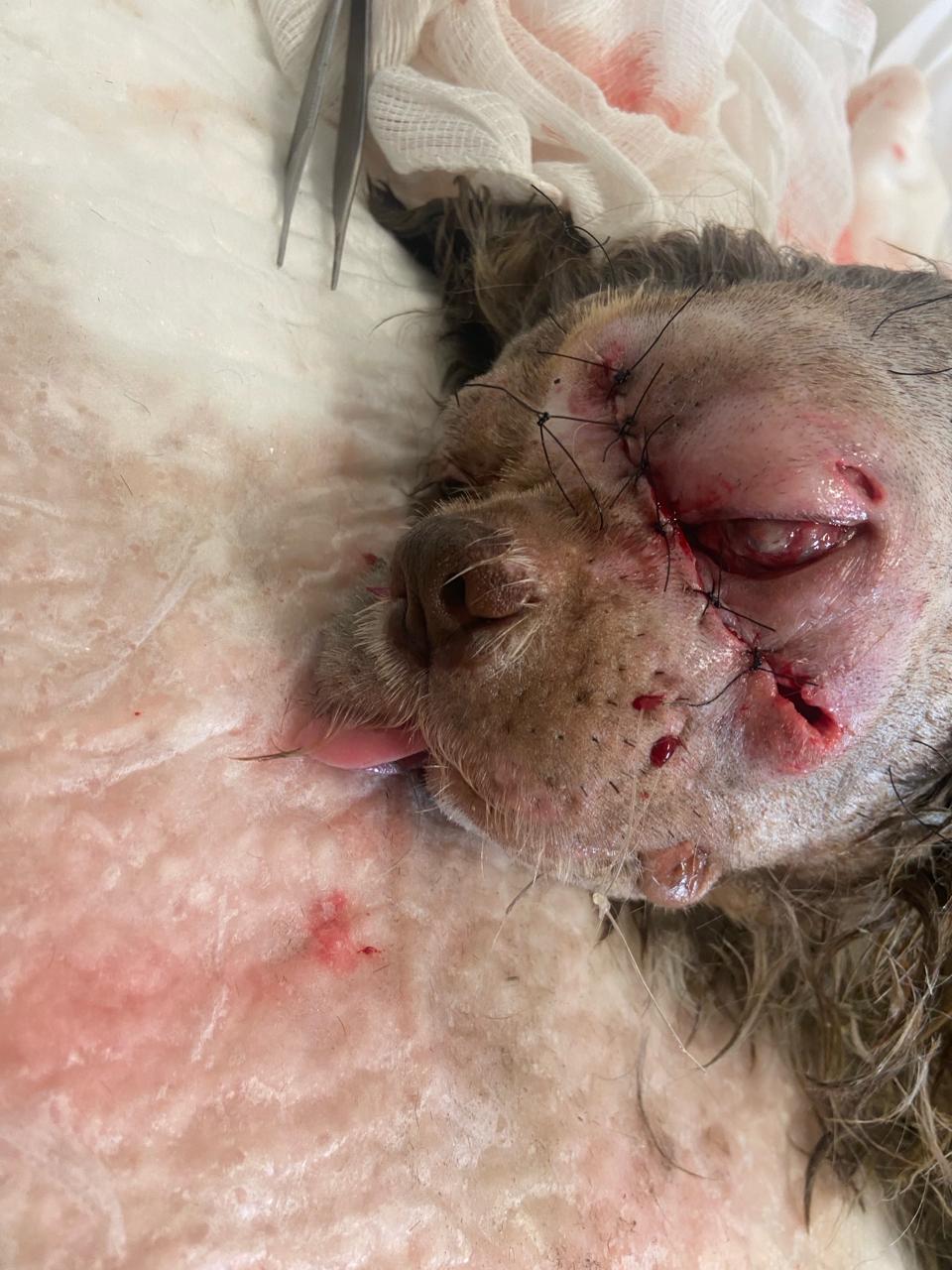 Pet Coletivo da(o) Alfredo