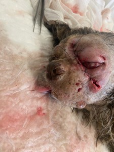 Vaquinha do(a) Alfredo