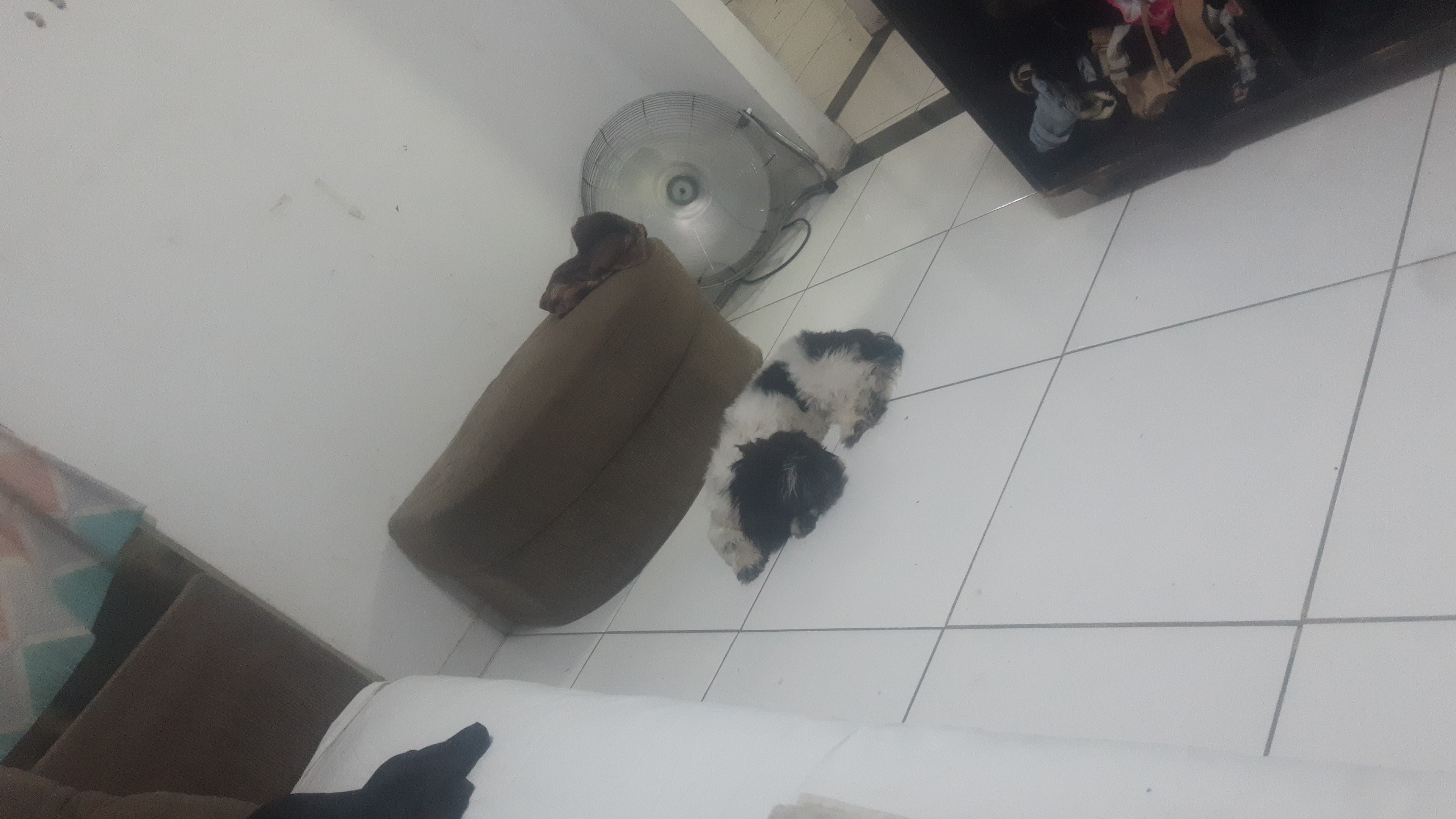 Pet Coletivo da(o) Amora