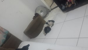 Vaquinha do(a) Amora