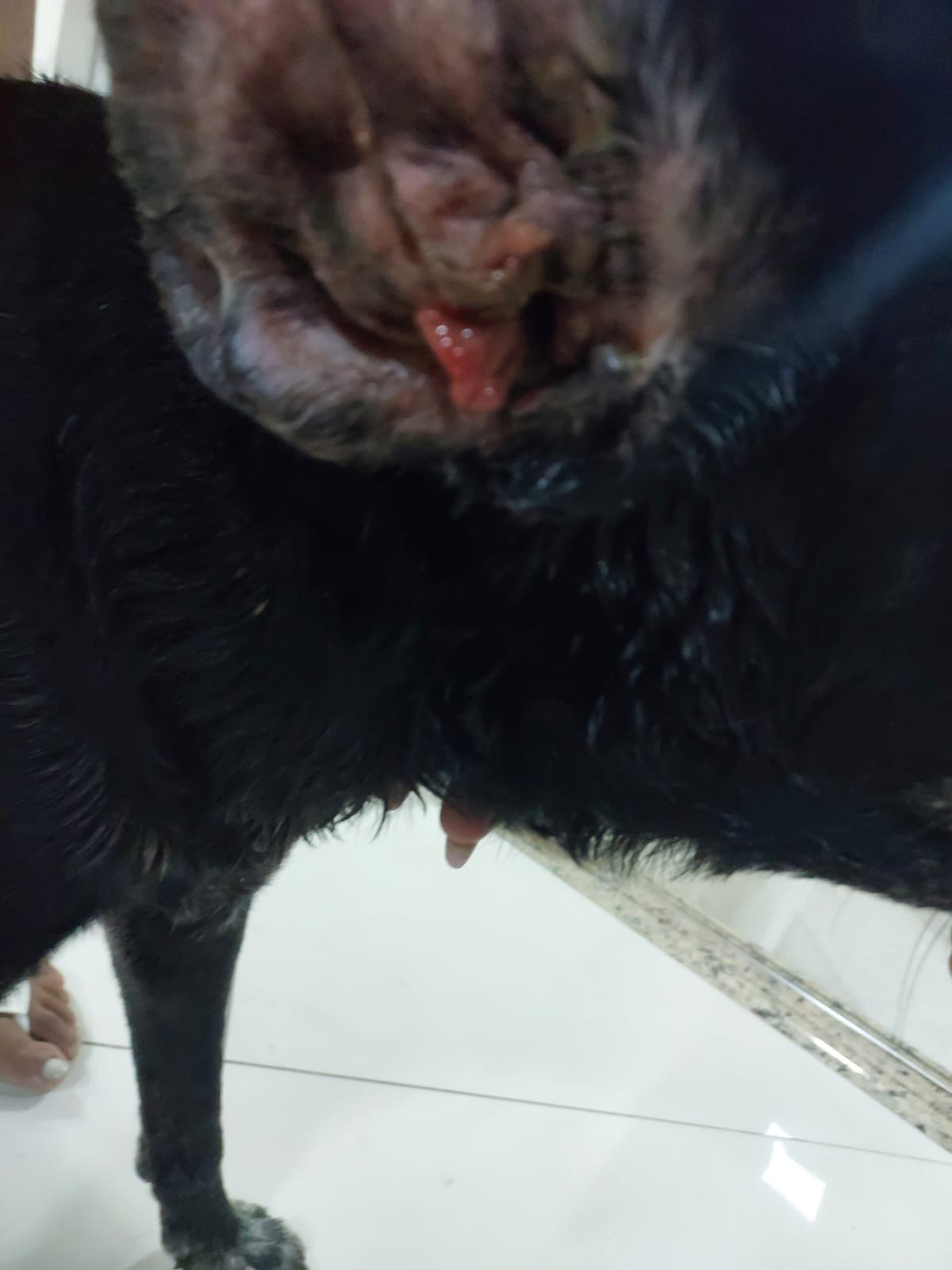 Pet Coletivo da(o) Apollo