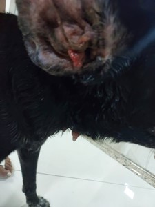 Vaquinha do(a) Apollo