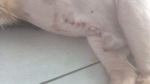 Vaquinha do(a) Ajuda meu pet Bolinha