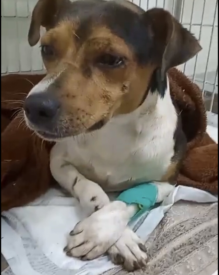 Pet Coletivo da(o) Tedy