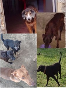 Vaquinha do(a) Luddy, Buddy, Xuxinha, Mel,Anitta, Ludmilla, nininho, Bela 