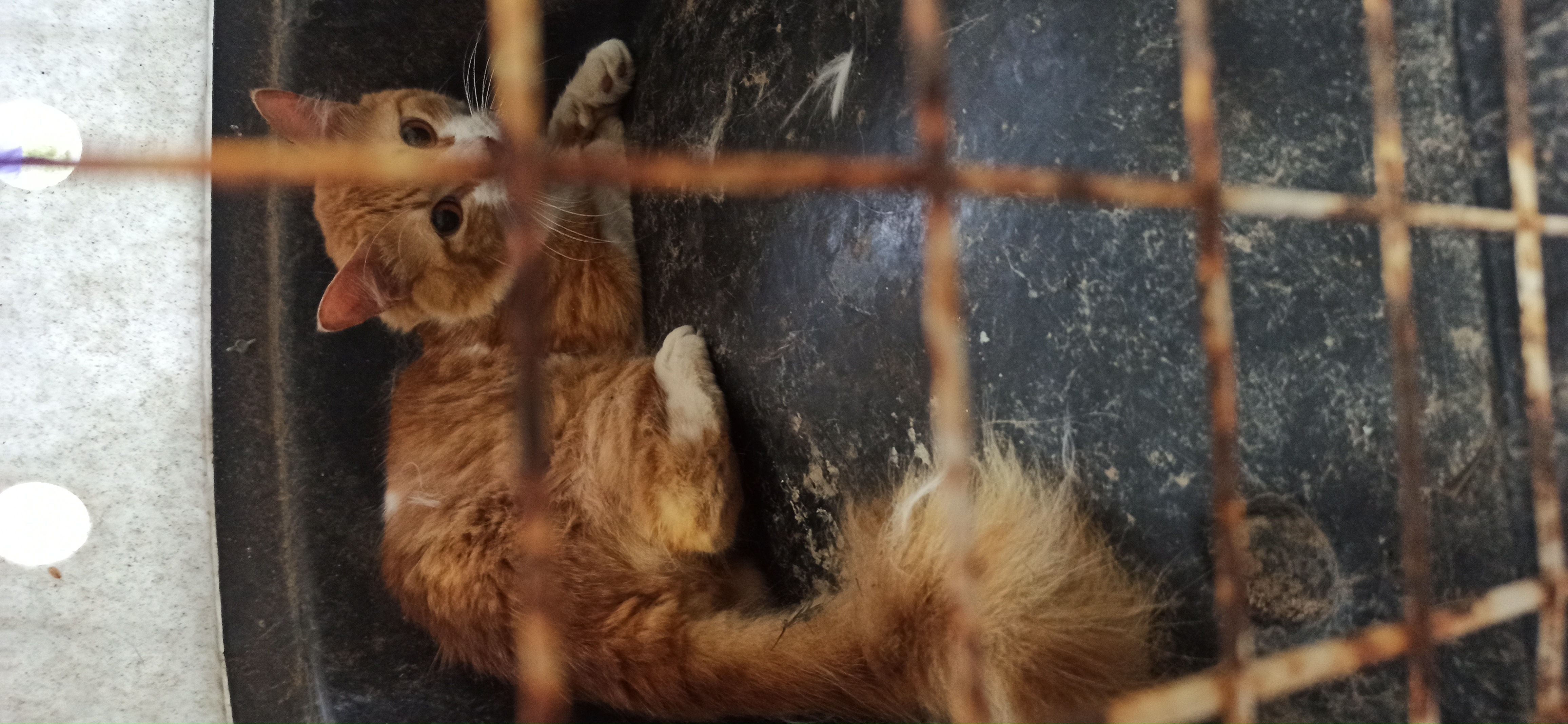 Pet Coletivo da(o) Sete 