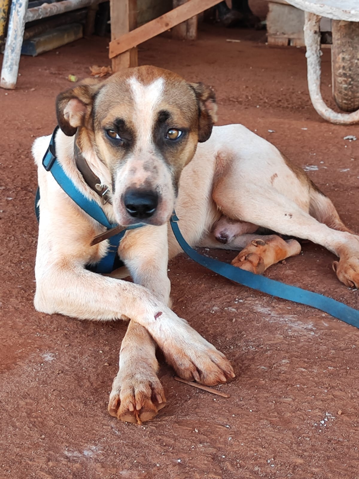 Pet Coletivo da(o) Perigo e Nega Maria