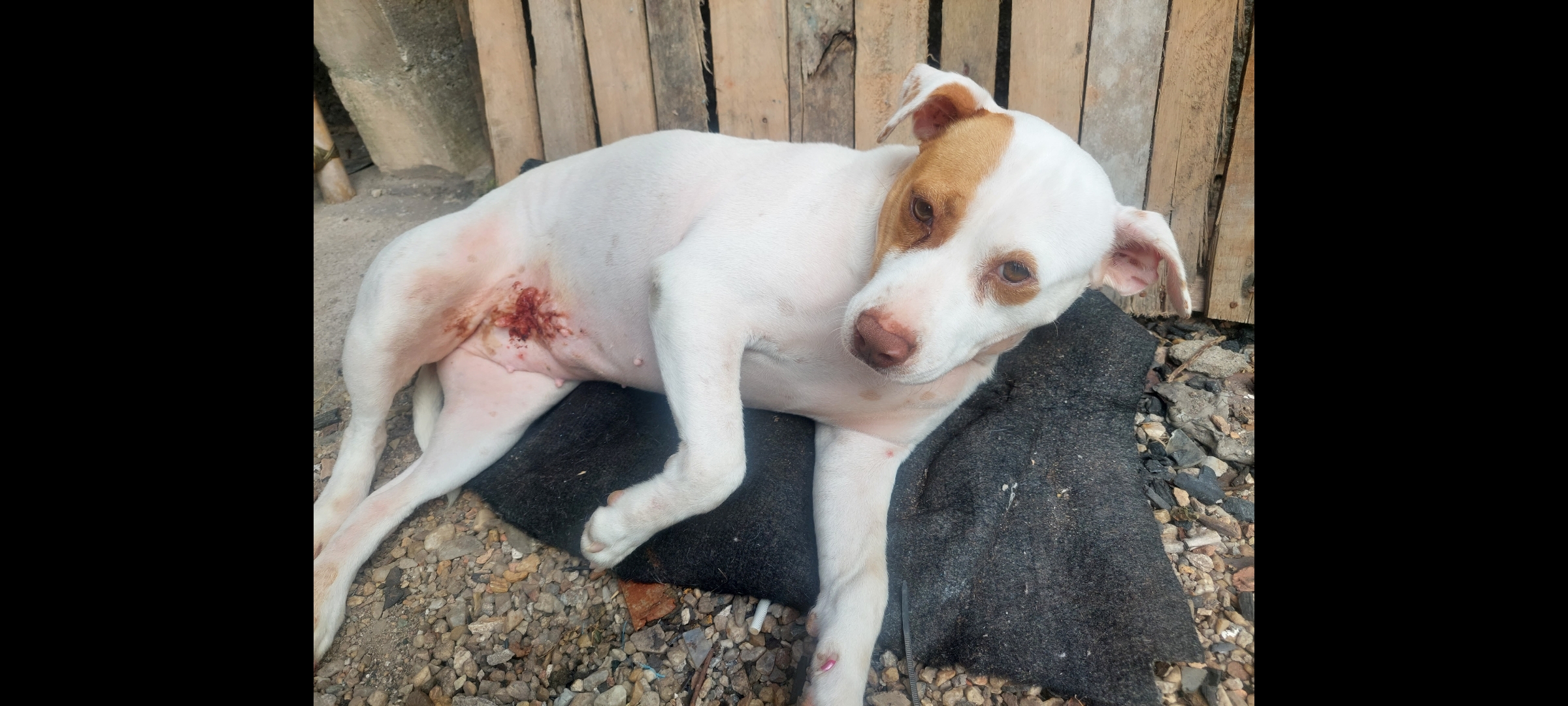 Pet Coletivo da(o) MENINA