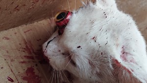 Vaquinha do(a) Charles 