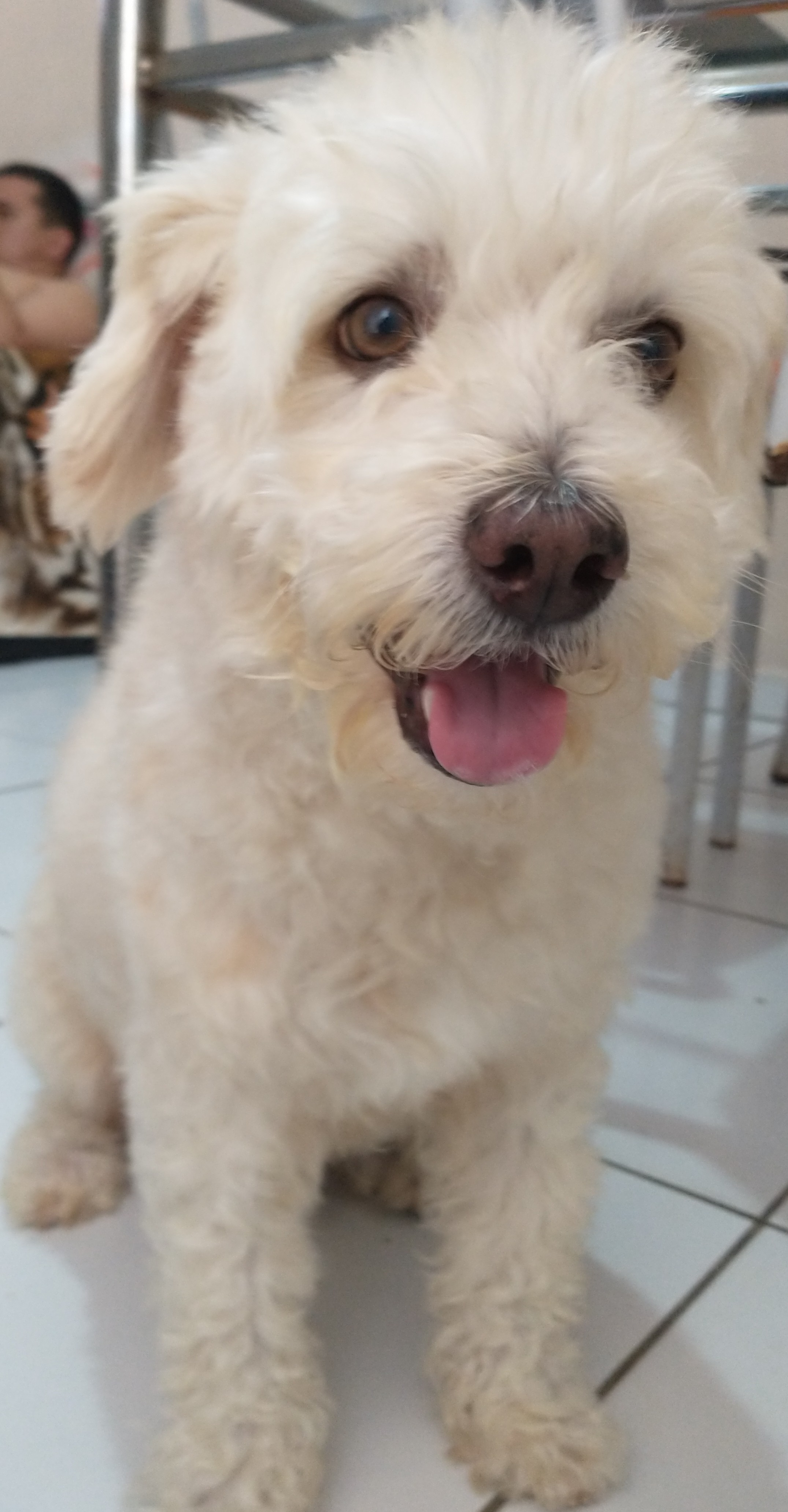 Pet Coletivo da(o) Cadu