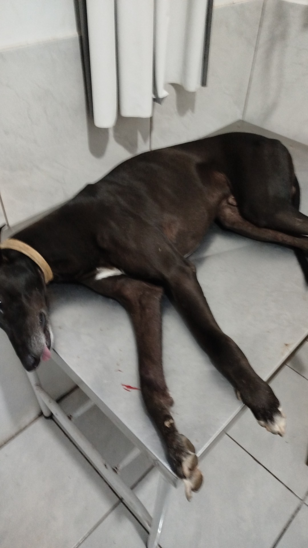 Pet Coletivo da(o) Tanga 