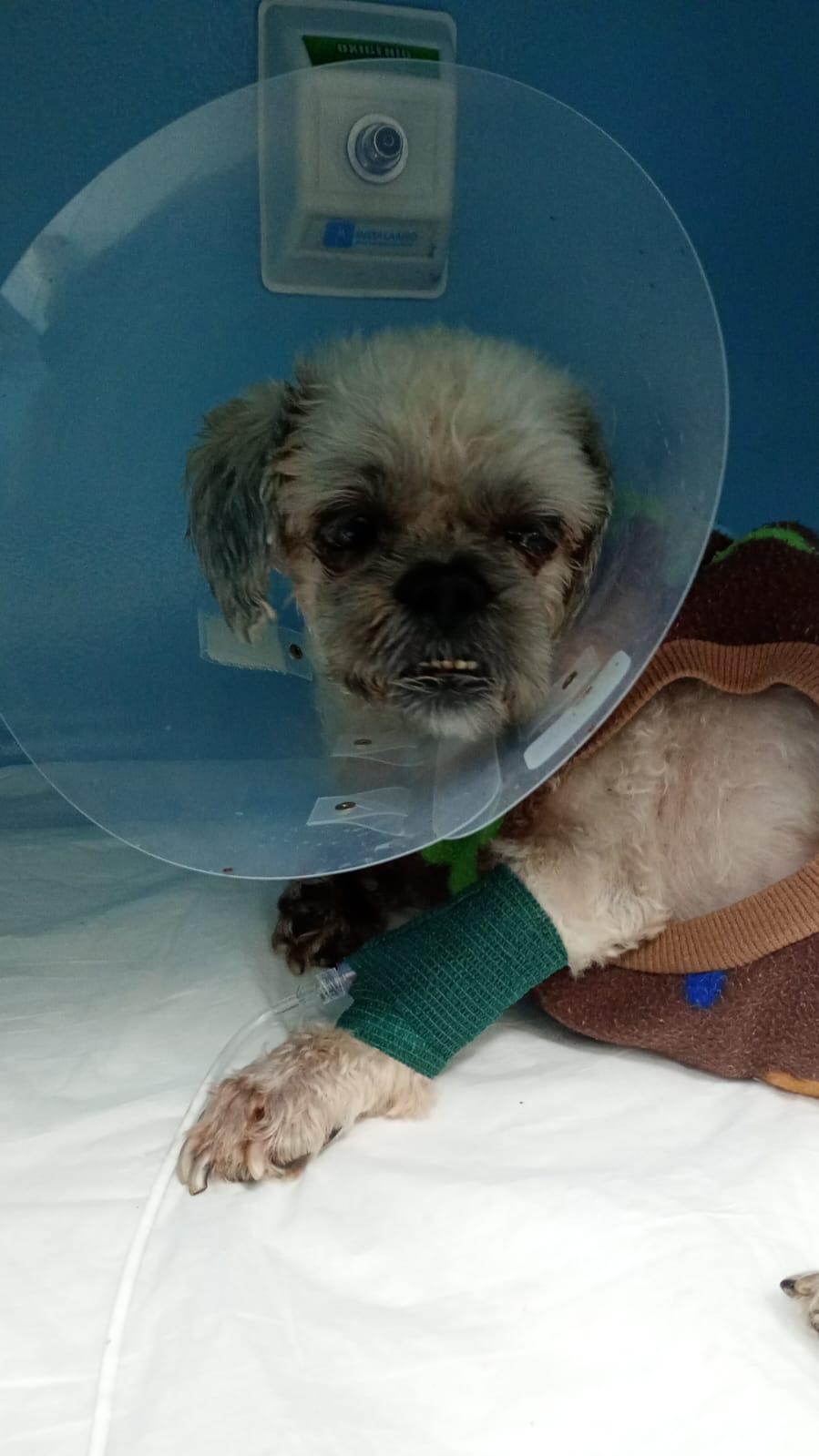 Pet Coletivo da(o) Jack 