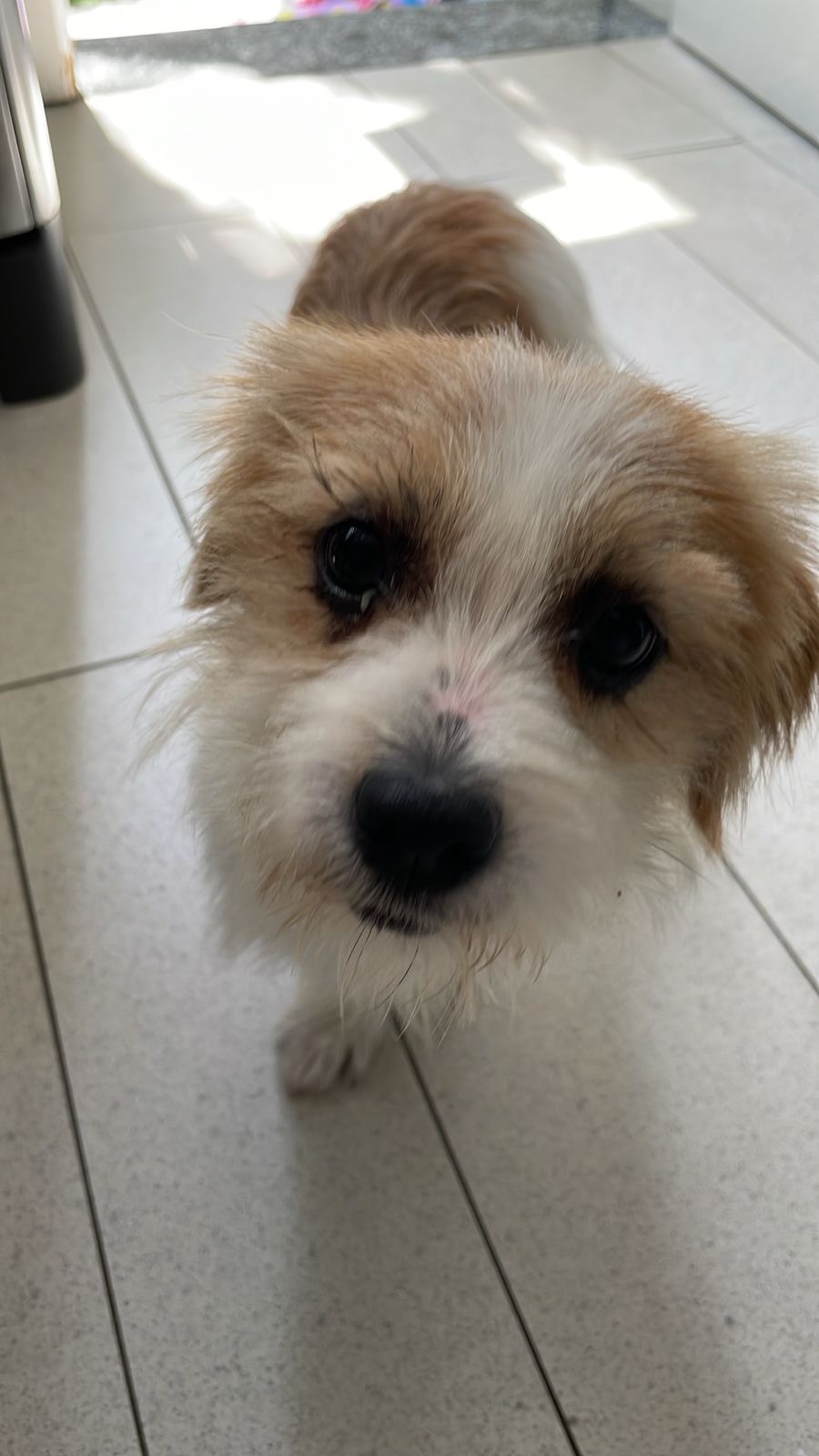 Pet Coletivo da(o) Vaquinha do Juninho