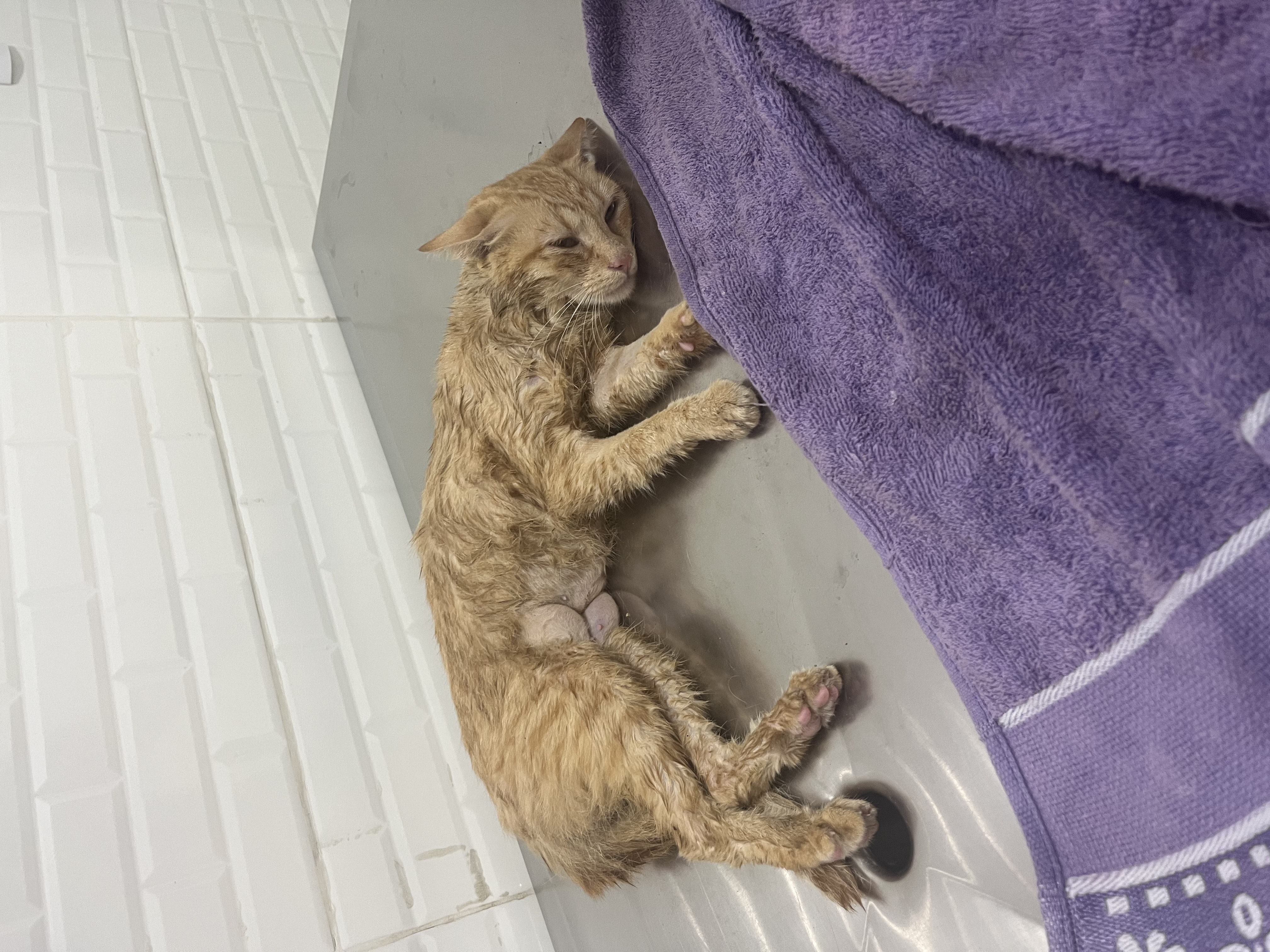 Pet Coletivo da(o) Sol